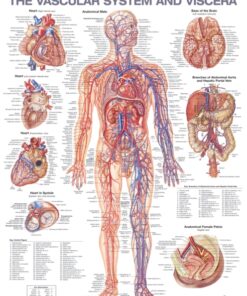 The Vascular System and Viscera Anatomical Chart