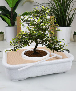 The Art of Bonsai